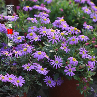 姬小菊盆栽庭院阳台花卉多季开花勤快植物易爆盆多年生园艺组盆