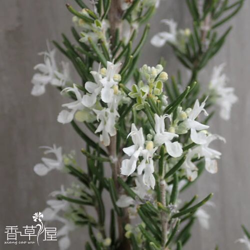 白花迷迭香盆栽苗食用烘焙
