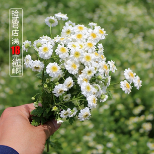Tanac小女孩重瓣切花洋甘菊苗花卉盆栽阳台庭院绿植 重瓣短舌匹菊