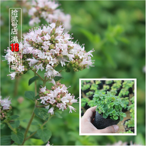 可食用牛至香草植物庭院