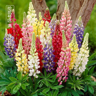 荷兰进口羽扇豆画廊花苗鲁冰花多年生宿根盆栽庭院花坛阳台花卉苗