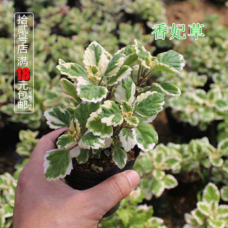 斑叶香妃草 芳香植物 烹饪佐料室内阳台绿植盆栽食用香草苗办公室