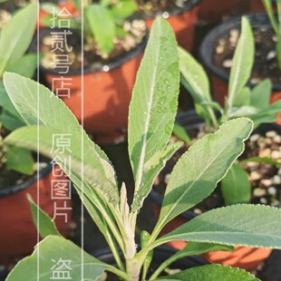 美国加州白鼠尾草盆栽苗香草植物芳香园艺组盆花卉绿植