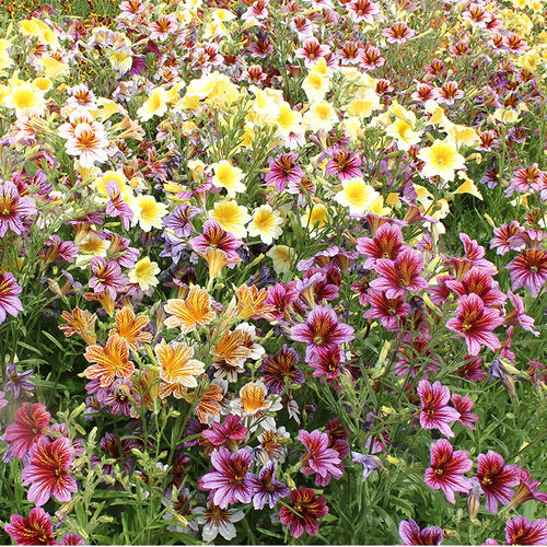 大花南美牵牛花 智利喇叭花 耐热耐晒 盆栽花苗植物 庭院