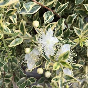 香桃木盆栽爱神木茂树阳台庭院花卉常绿植物耐热多年生