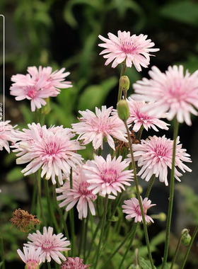桃色千本蒲公英苗粉花小清新天竺还阳参万丈深阳台盆栽庭院花籽