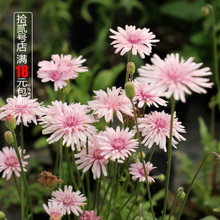 桃色千本蒲公英苗粉花小清新天竺还阳参万丈深阳台盆栽庭院花籽