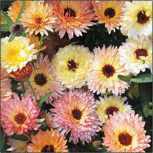 金盏菊 金盏花盆栽苗 阳台庭院耐寒开花植物 可观花食用花卉