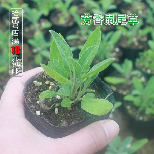 食用芳香鼠尾草植物花卉盆栽
