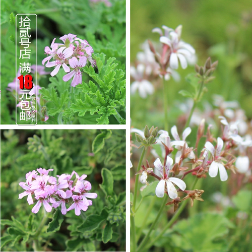 果香味盆栽苗芳香天竺葵玫瑰