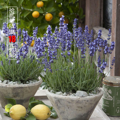 兔耳朵薰衣草卡斯蒂诺优雅