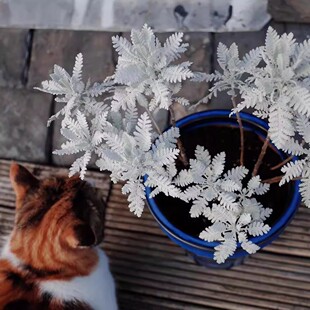 银叶菊盆栽雪叶赛车手苗绿植四季观叶室内外庭院花境美化盆栽观赏