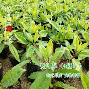 明月草苗/盆栽 金鸡毛长寿菜泰国仙草白凤菜白背三七长寿菜