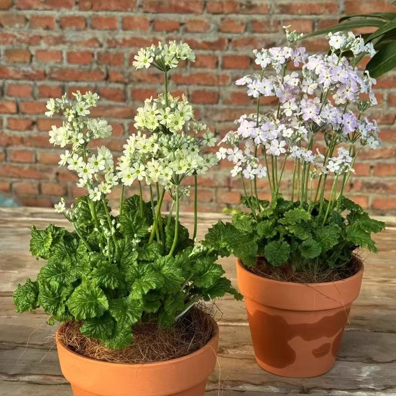 小花樱草盆栽苗 七重樱 耐寒花卉 花期长易爆盆易养 阳台庭院绿植,鲜花速递/花卉仿真/绿植园艺,时令草本花卉,淘宝优惠券,粉丝福利购,淘宝优惠卷