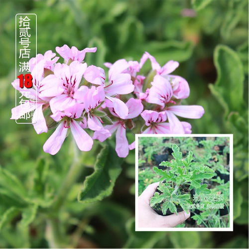 玫瑰天竺葵香草盆栽苗花卉