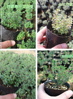 食用香草柠檬金边法国小叶阔叶百里香盆栽苗西餐香料百里香苗植物