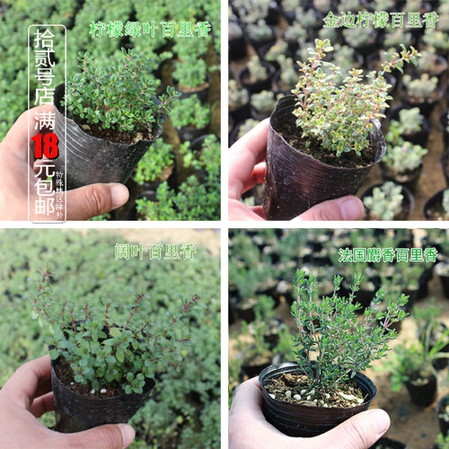 柠檬金边法国百里香料食用香草