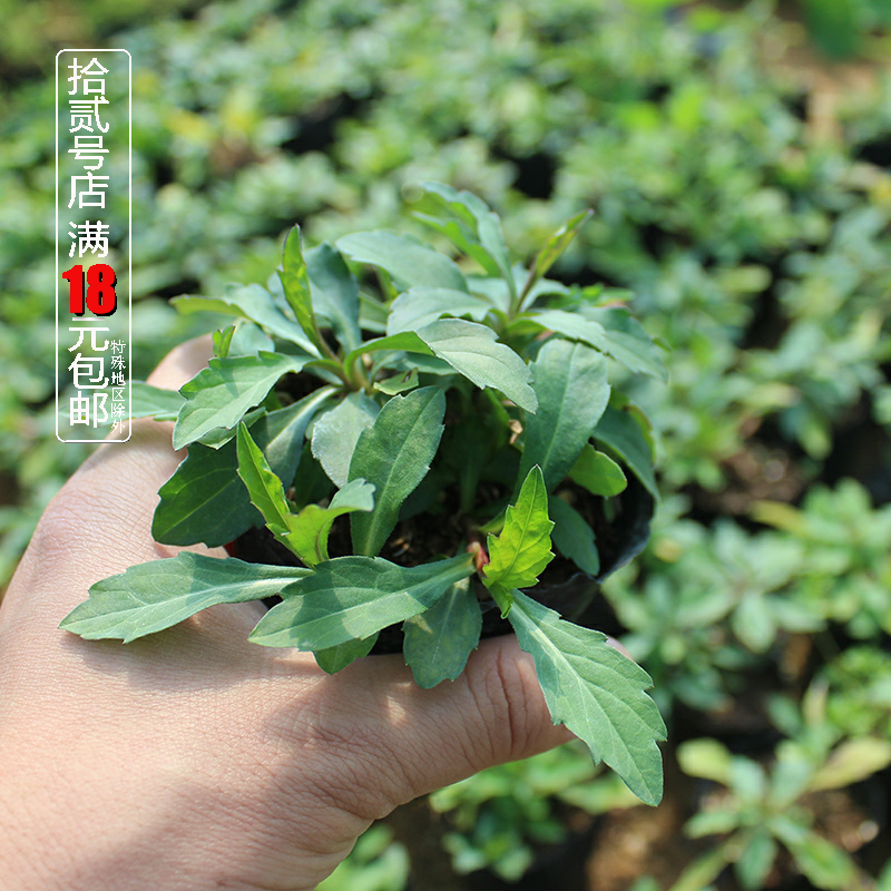 露天生长马兰 野菜马兰头蔬菜苗 农家野菜红梗菜种苗阳台庭院菜园