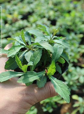 马兰野菜红梗菜种庭院菜园蔬菜苗