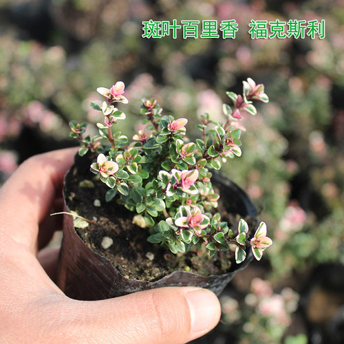 食用香草植物百里香盆栽苗