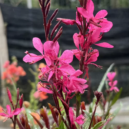 山桃草红蝴蝶千鸟花宿根花苗