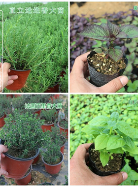 食用罗勒香草植物增香