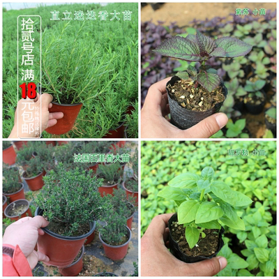 食用罗勒香草植物增香