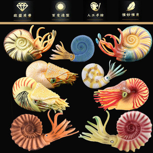 仿真实心远古海洋软体动物鹦鹉螺模型海螺菊石儿童认知玩具摆件