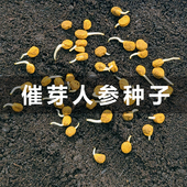 长白山人参种子催芽参籽种植中药材盆栽野山参西洋参人参苗种子