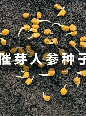 长白山人参种子催芽参籽种植中药材盆栽野山参西洋参人参苗种子