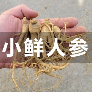 带土东北参煲汤泡酒火锅新鲜人参 长白山新鲜小人参野生鲜人参特价