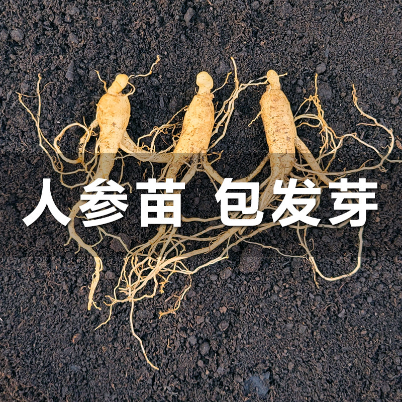 长白山人参苗带土带盆人参种子野山参幼苗人参盆栽种植人参苗子
