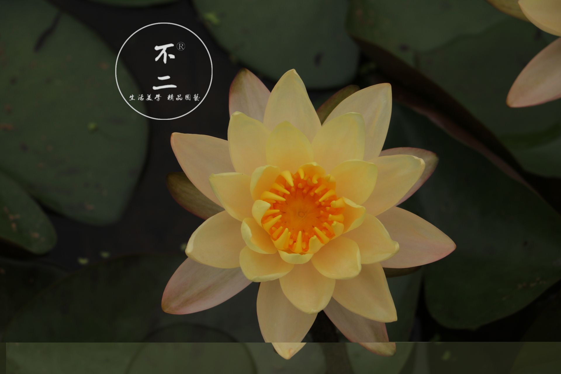 【不二的花园】苏族人Nymphaea'Sioux'睡莲水生花卉包对版-封面