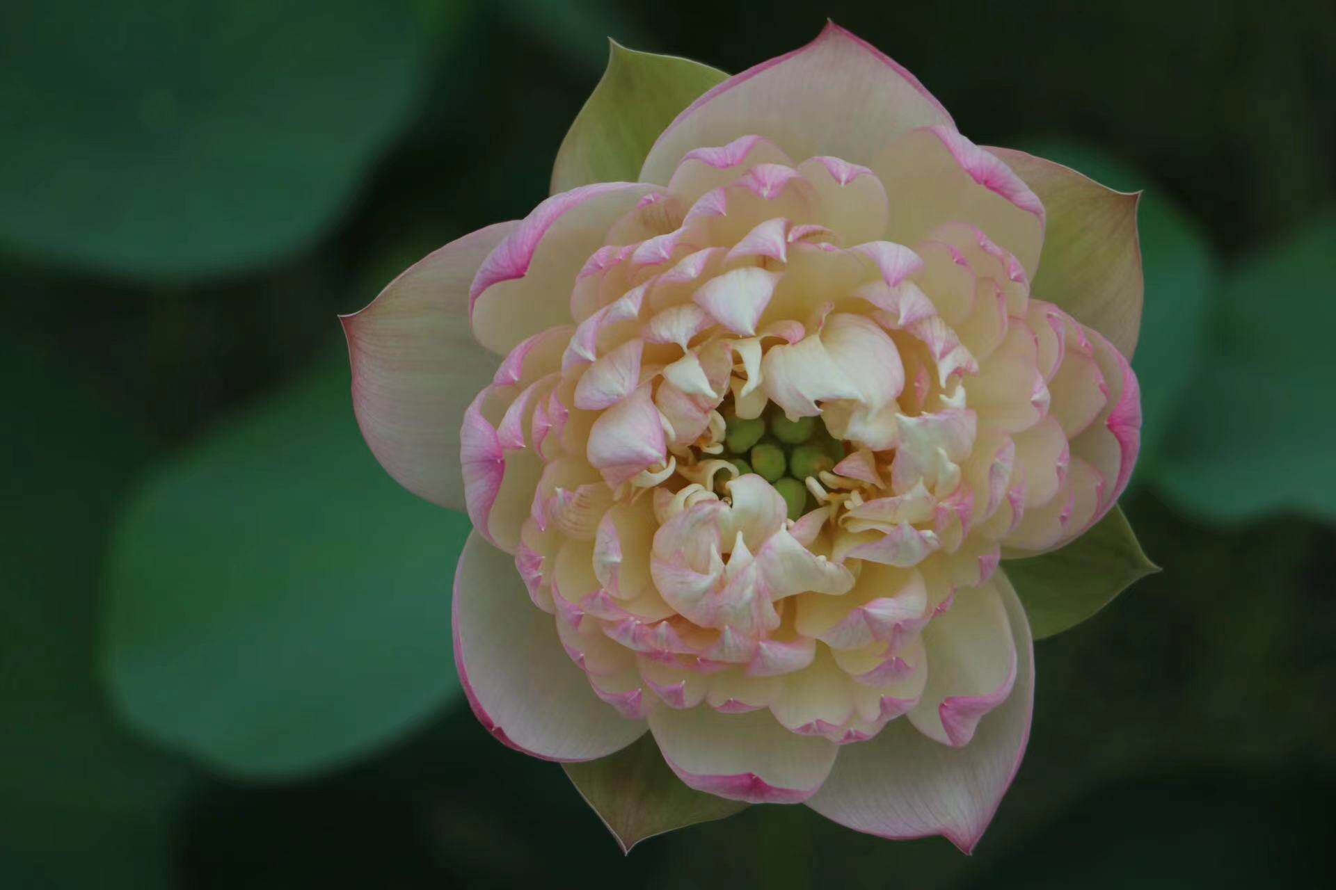 【不二的花园】雨蒙 中型重瓣粉尖碗莲荷花夏季阳台庭院水生花卉