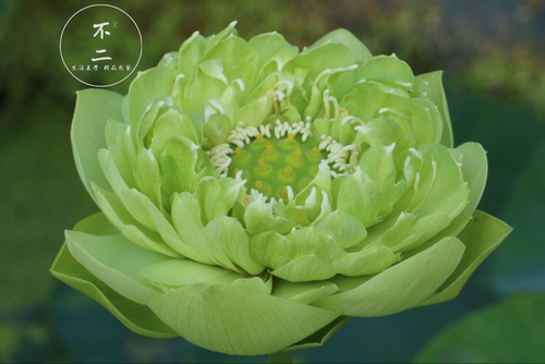 不二金翠中型夏季成品苗包活牡丹