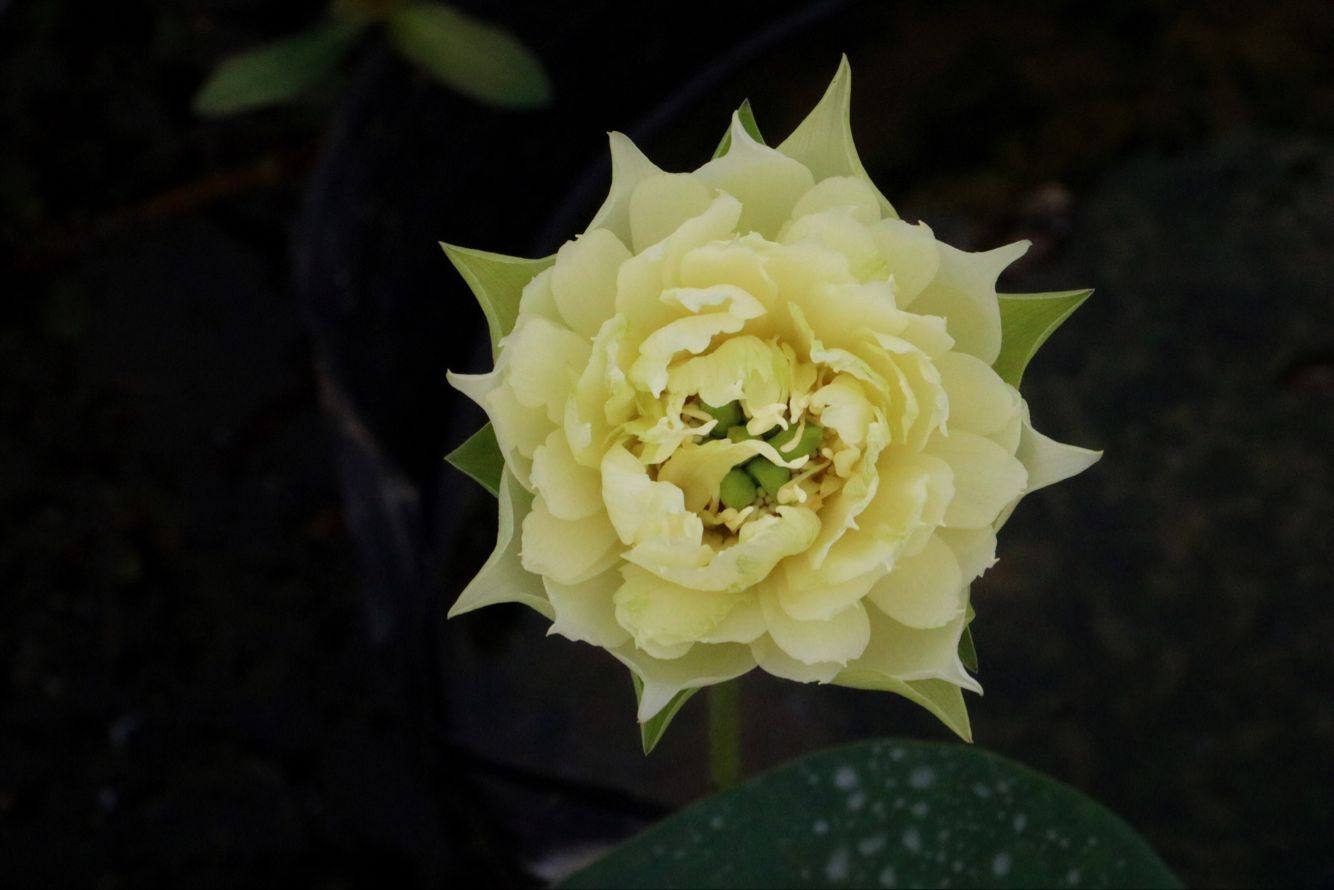 【不二的花园】黄羚羊 小型碗莲成品苗 黄色碗莲荷花包活包开花
