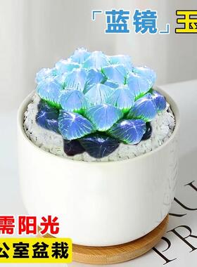 蓝镜多肉植物玉露高端花卉办公室内冷门懒人桌面稀有小带盆栽蓝色