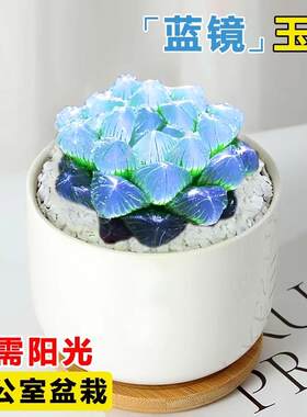 蓝镜多肉植物玉露高端花卉办公室内冷门懒人桌面稀有小带盆栽蓝色