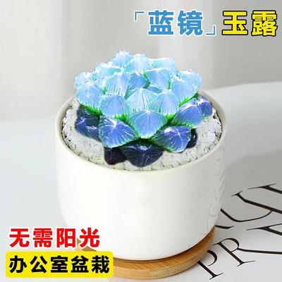 蓝镜多肉植物玉露高端花卉办公室内冷门懒人桌面稀有小带盆栽蓝色
