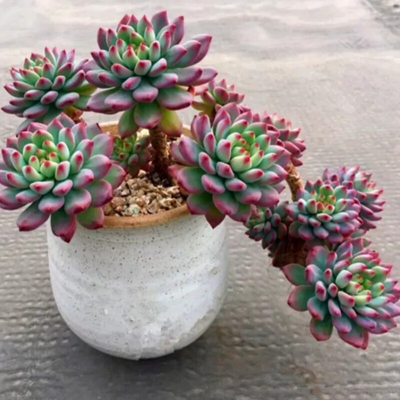 蓝苹果多肉老桩清仓多头大株老庄多肉植物
