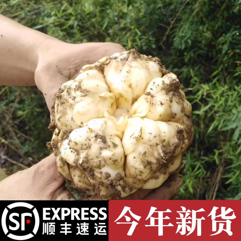 湖南龙山新鲜卷丹百合食用农家现挖精选药食同源粉糯味苦顺丰包邮