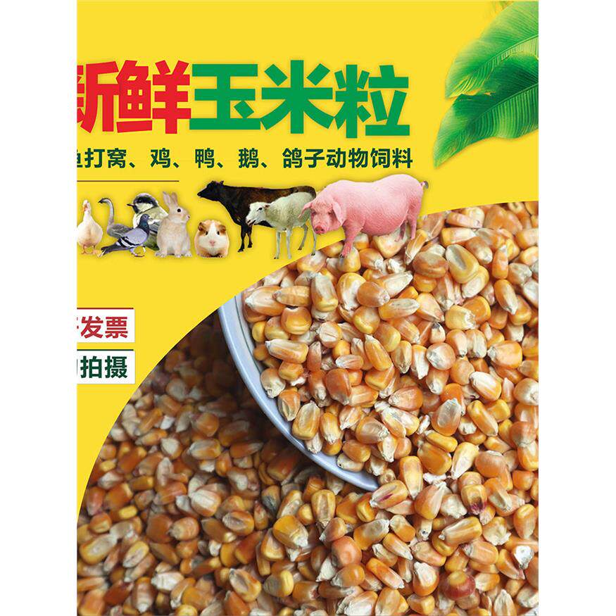 东北大玉米粒喂鸡鸭鹅鸽