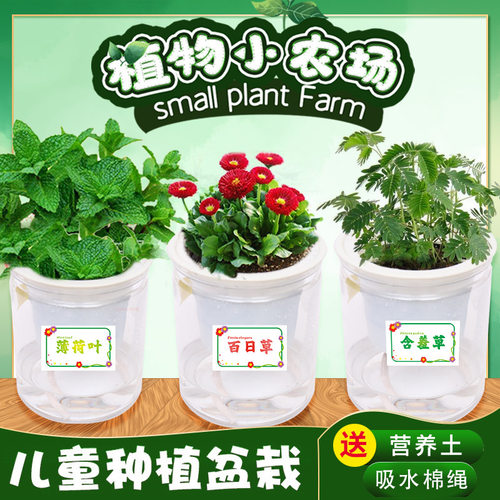 DIY花卉植物儿童科学实验种植观察盆栽阳台室内庭院绿植蔬菜种子