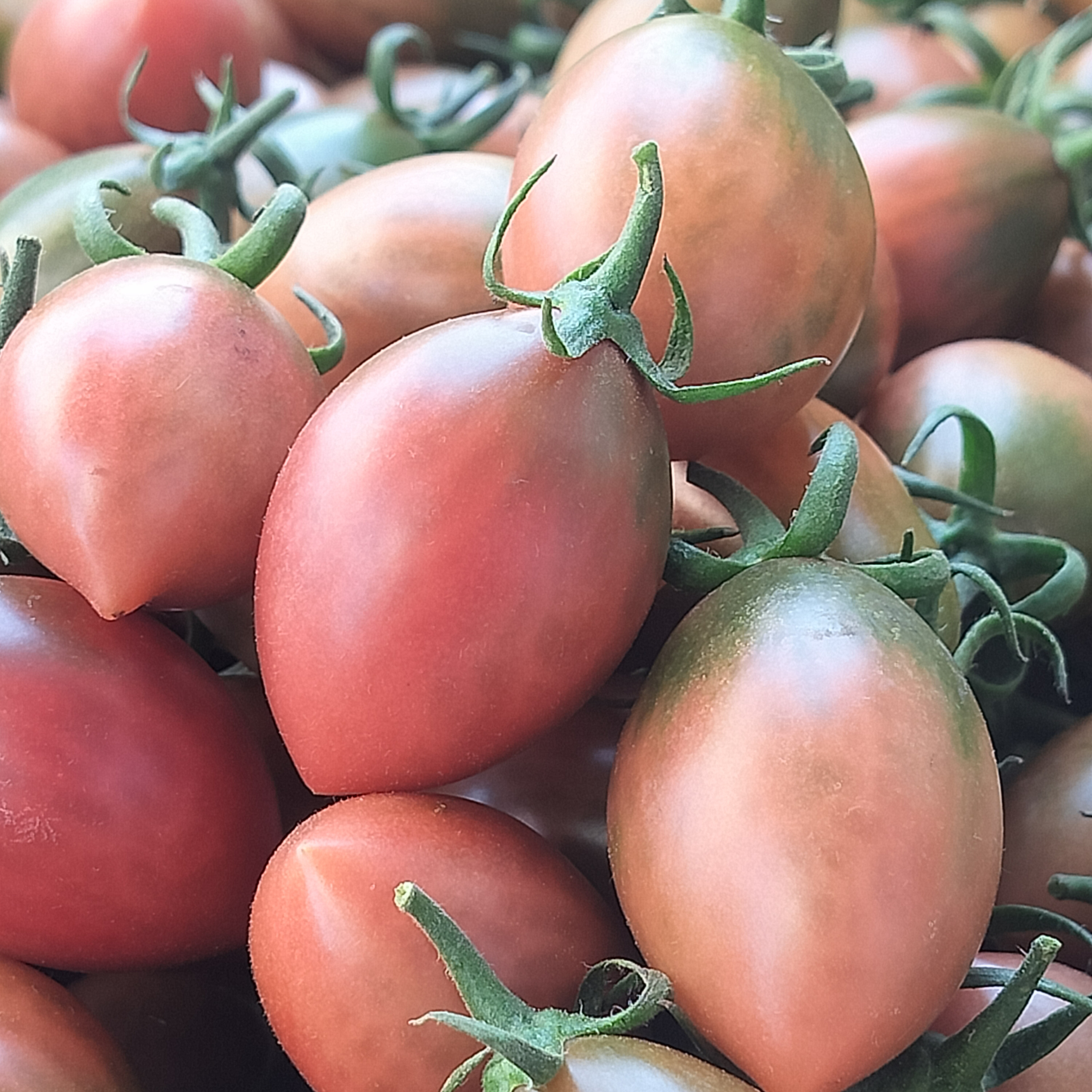 广东汕尾紫子弹头番茄新鲜圣女果新鲜采摘脆甜多汁现摘正宗包邮,水产肉类/新鲜蔬果/熟食,番茄,淘宝优惠券,粉丝福利购,淘宝优惠卷