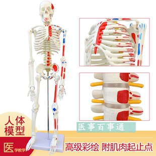 医用教学85CM人体骨骼模型神经肌肉起止点骨架小针刀脊柱模型包邮