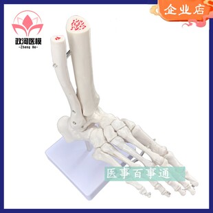 【促销】自然大脚关节模型|功能性关节模型|脚骨踝关节模型