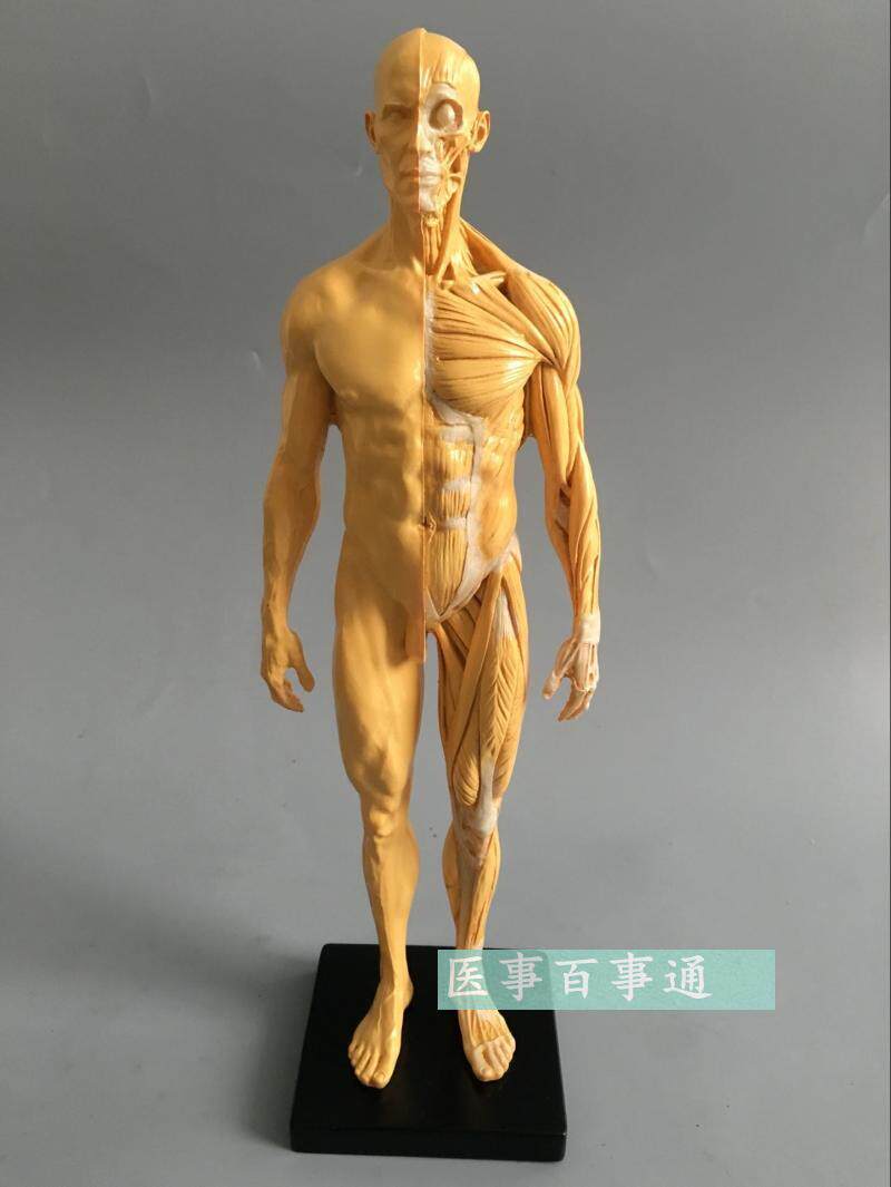 30cm艺用人体模型 肌肉骨骼解剖人体结构美术模型 CG绘画雕塑教学