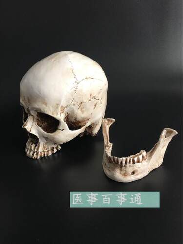 头骨模型头颅骨模型骷髅头模型骨骼脊柱模型 医学艺用美术包邮 - 封面