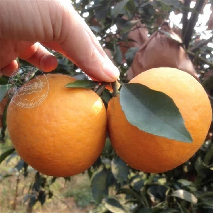 四川省蒲江春见柑橘耙耙柑新鲜水果产地直销
