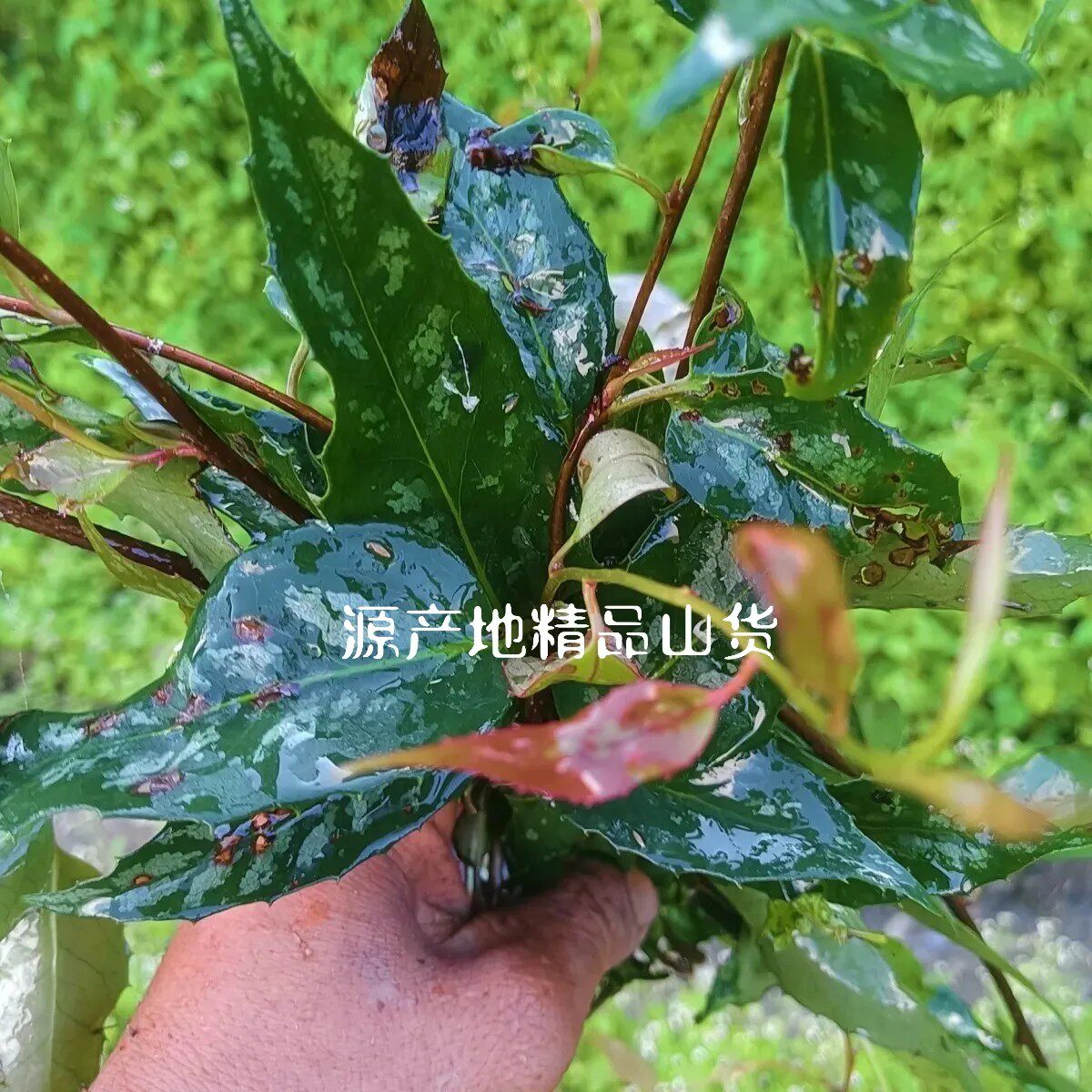云南省小五香血藤中草药材小血藤中药材紫金藤钻骨风纯野生包邮